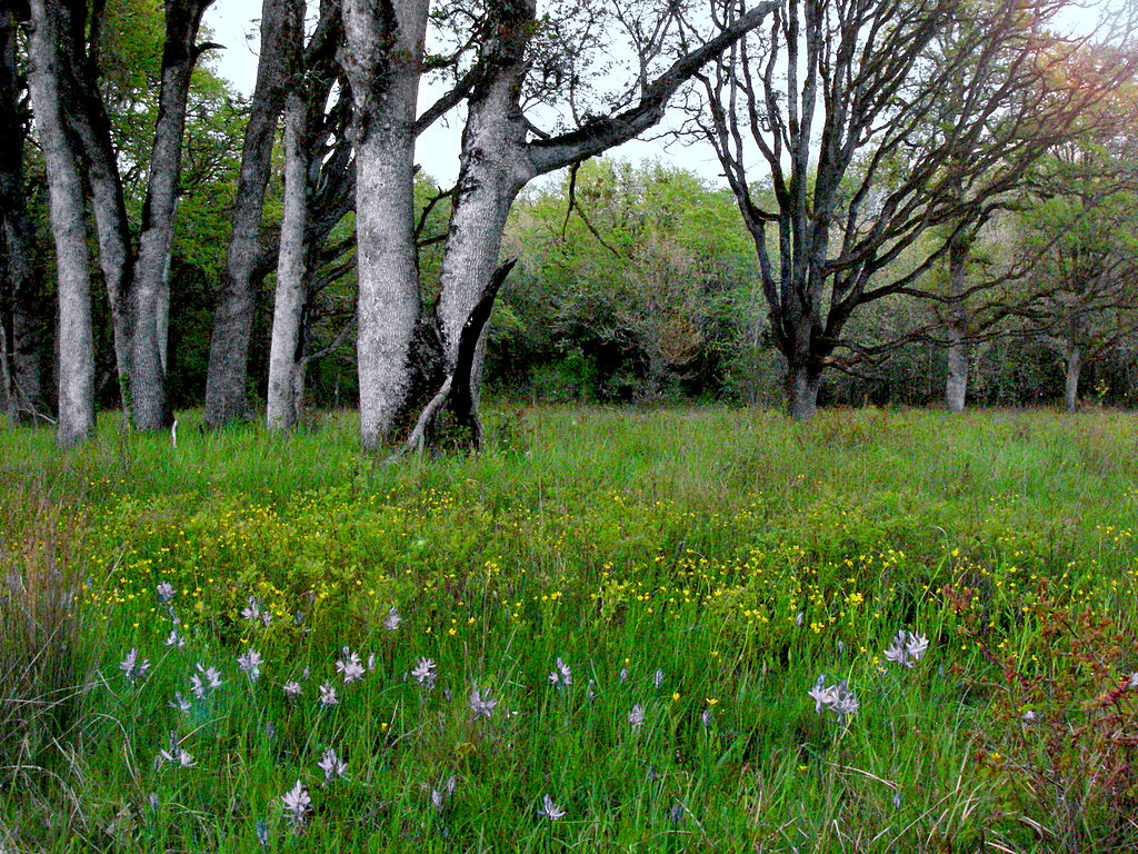 Purple flowers growing under trees