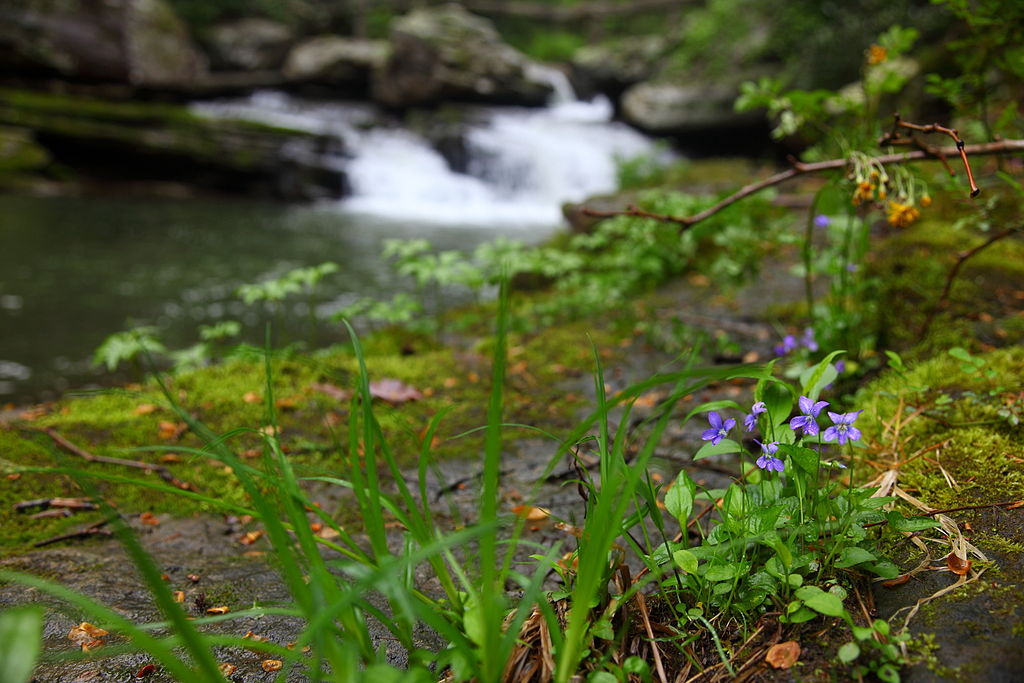 Purple wildflowers by a forest stream