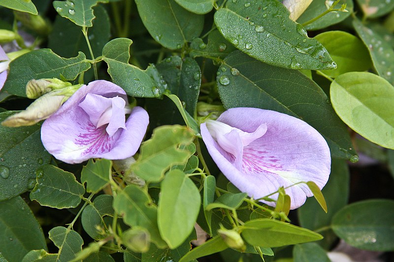 Two light-purple butterfly pea blossoms